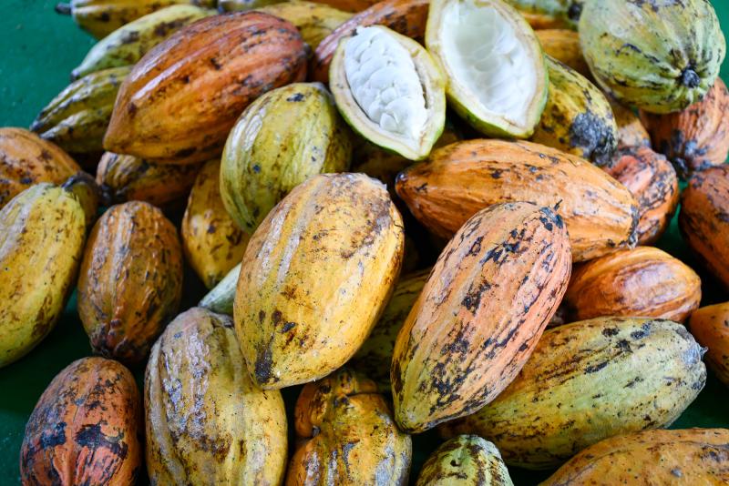 Parte dos frutos, adquiridos em José Bonifácio, para retirada de sementes