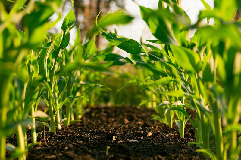 Tecnologias estimulam processos naturais das plantas, reduzem os impactos de estresses bióticos e abióticos e promovem equilíbrio fisiológico superior