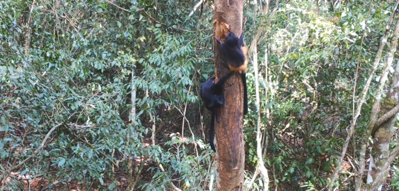 Registros inéditos contribuem para estudos sobre conservação da biodiversidade