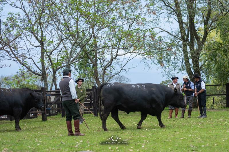 Julgamento de animais de curral será parte da programação da Feicorte neste ano