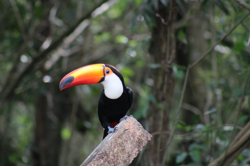 Principal objetivo do evento é celebrar as aves, conscientizar sobre a conservação e reunir o maior número de registros avifaunísticos em um único dia