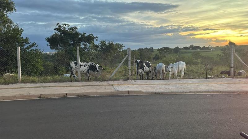 Os animais foram apreendidos e depositados com os respectivos proprietários