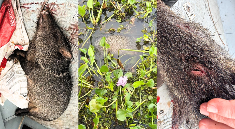 Animal apresentava duas perfurações no crânio, além de sinais de que havia sido caçado há pouco tempo