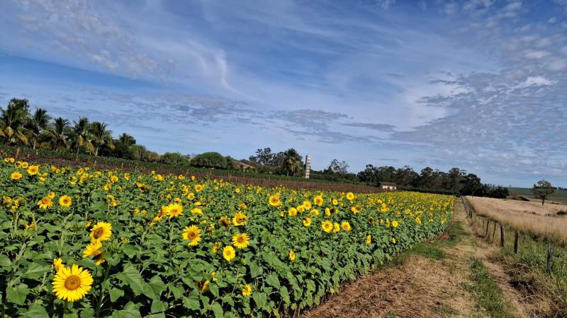 Campo de girassóis é a nova atração em Narandiba