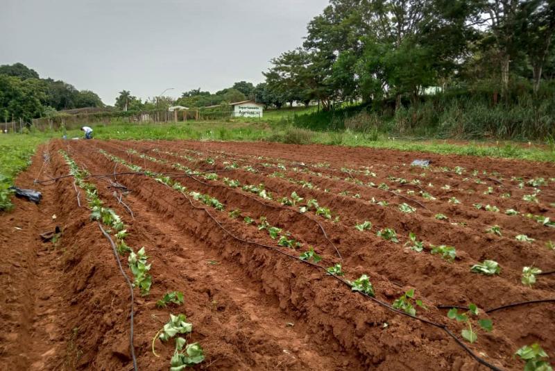 Estudo constatou que irrigação plena aumenta eficiência do uso de água