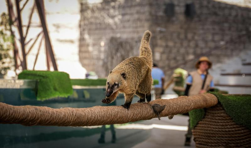 Encontro de Coexistência Humano-Fauna ocorre nesta terça, em Anhumas
