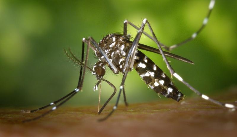 Administração municipal relata que vem realizando ações contínuas de enfrentamento ao Aedes aegypti 