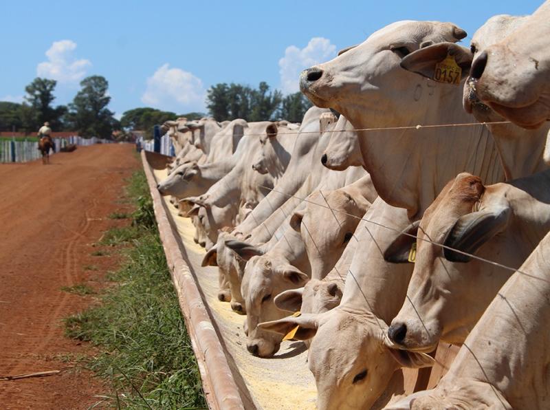 Transporte e dietas modernas influenciam o desempenho de bovinos confinados