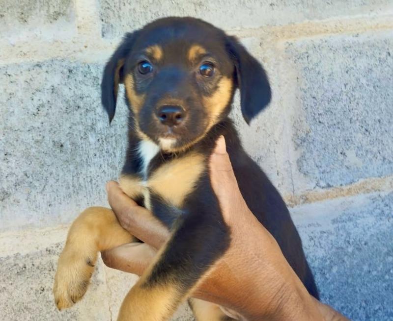Feira visa promover adoção de cães acolhidos pelo Abrigo de Animais