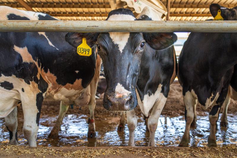 Falhas no manejo antes e depois do parto aumentam riscos de doenças metabólicas e comprometem os resultados da fazenda