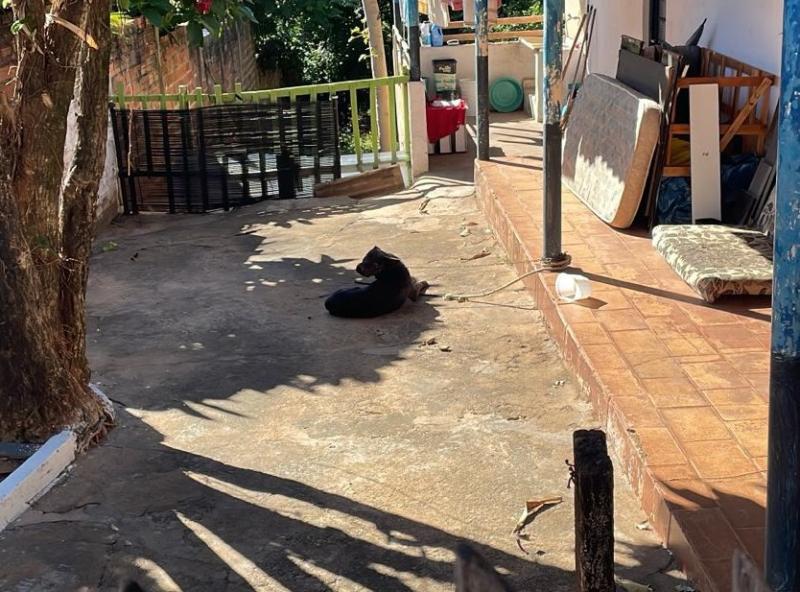 Animal estava preso a pilar com corrente de ferro de aproximadamente 70 centímetros no pescoço