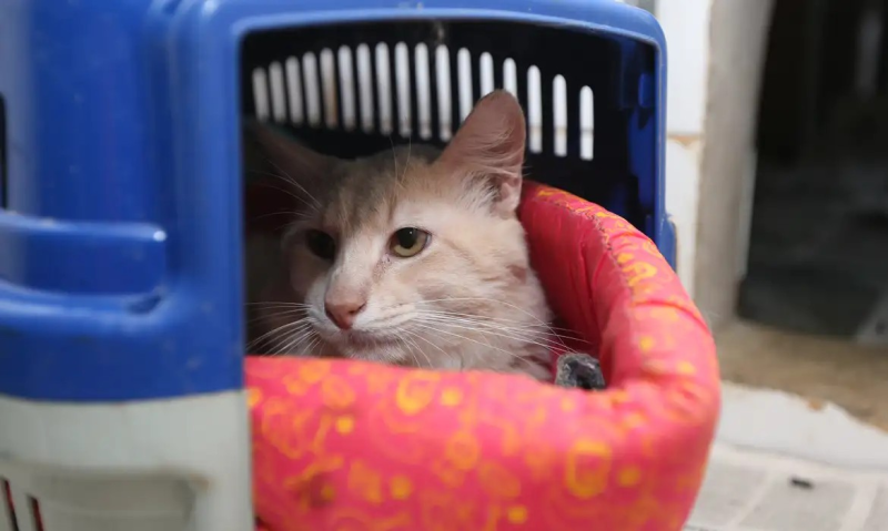 Além das doações de ração, espaço recebe caminhas, cobertores, mantas e roupas para ajudar animais