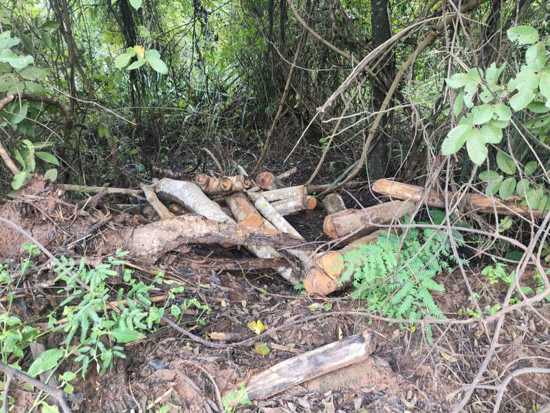 Árvores foram cortadas ilegalmente em chácara de Prudente