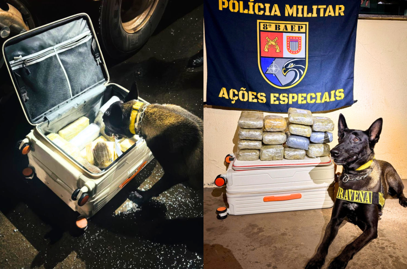 Cadela de faro indicou presença de droga em bagagem transportada no compartimento de cargas de coletivo