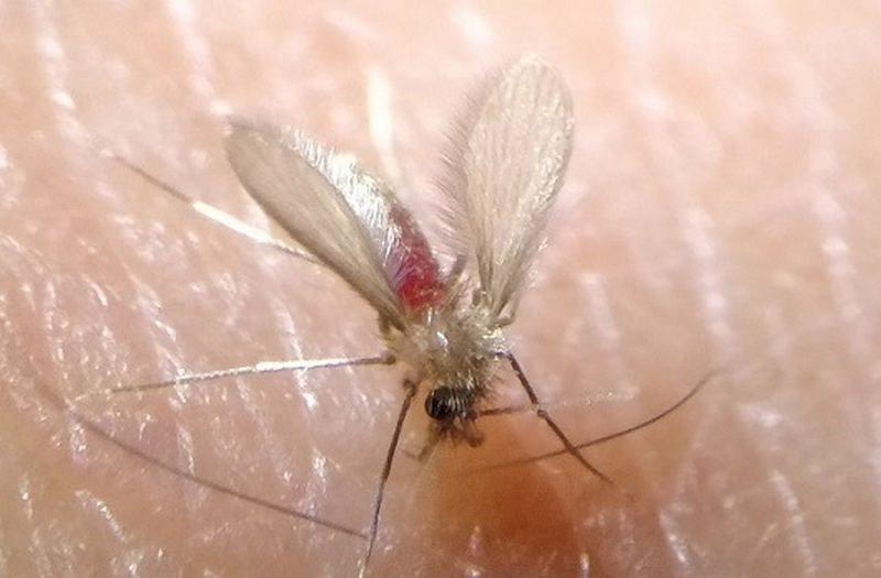 Leishmaniose é transmitida a cães e humanos por meio da picada do mosquito-palha
