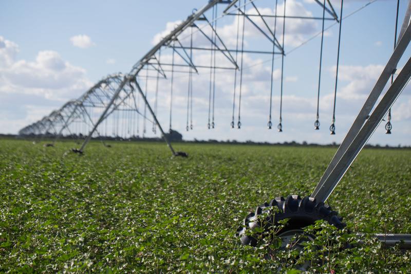 Combinar aplicação de soluções via solo, fertirrigação e pulverização foliar eleva a eficiência nutricional e o retorno econômico ao agricultor