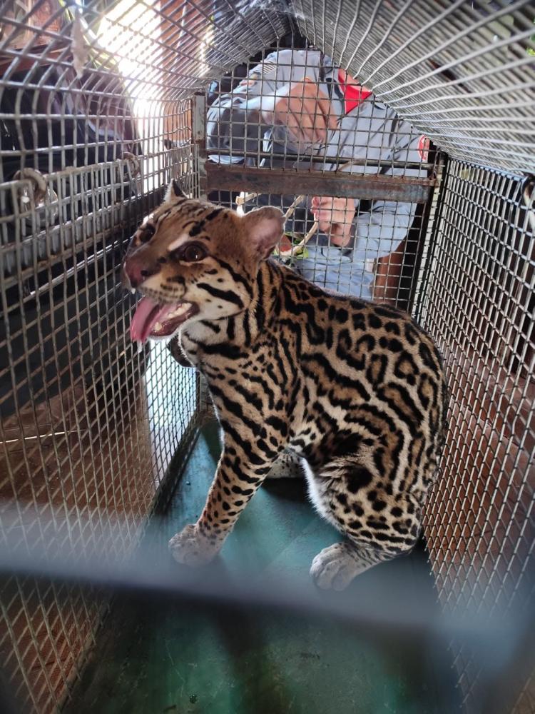 Animal foi entregue à Polícia Militar Ambiental, responsável por realizar a destinação adequada