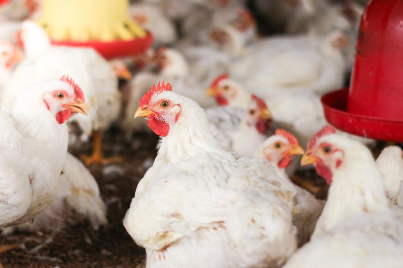 Manejo nutricional aumenta a rentabilidade ao dar suporte aos tecidos e músculos, impactando condições que levam à condenação de carcaças