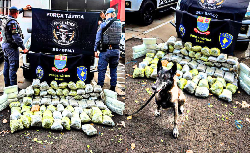 Três bolivianos foram flagrados por Canil, em Paulicéia, com 48 quilos de skunk e 11 quilos de maconha