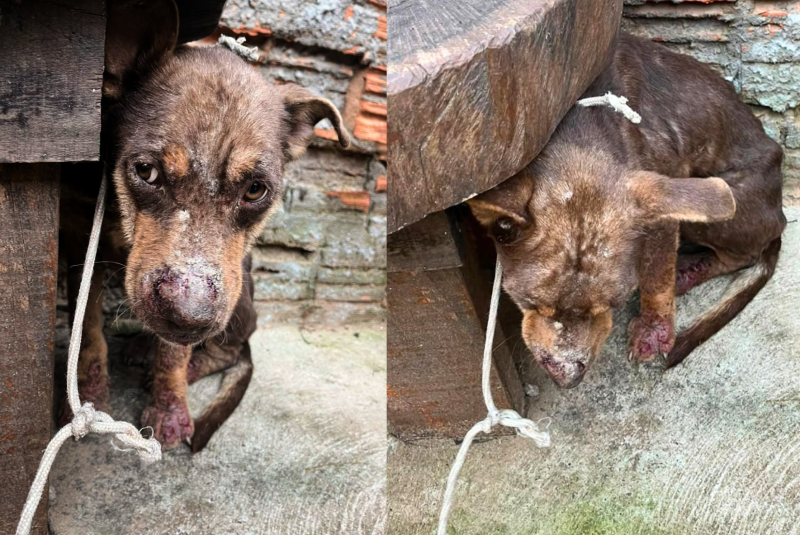 Em Prudente, Polícia Ambiental localizou cão amarrado por corda ao pilar de um pergolado