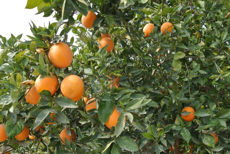 Portaria aponta que as 53 cidades da região de Prudente têm baixa incidência de HLB/Greening
