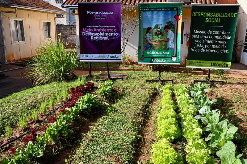 Canteiros implantados pelo projeto de horta agroecológica na Vila Dignidade, no Humberto Salvador