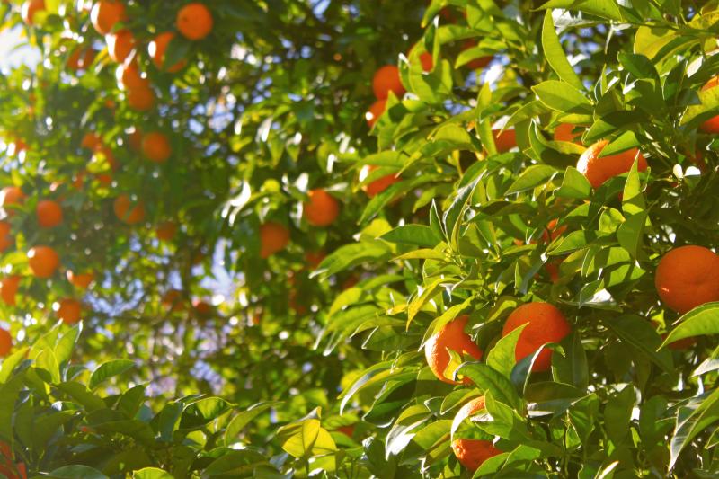 Soluções voltadas ao equilíbrio fisiológico e nutricional dos pomares ajudam produtores a enfrentar uma das principais ameaças dos citros