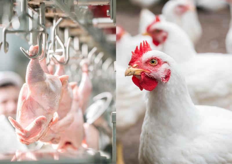 Promover a saúde intestinal das aves é essencial para reduzir os impactos econômicos da atividade