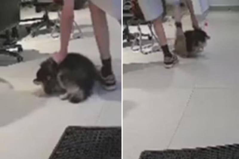 Segundo tutor da cadela, jovem aguardou que todos deixassem agência para agredir animal
