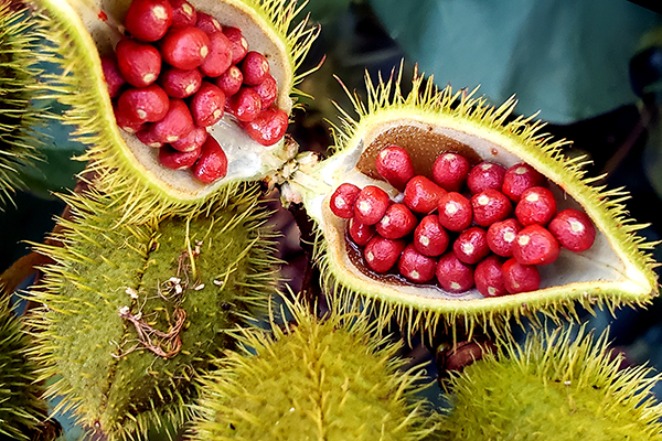 Urucum é matéria-prima do colorífico ou colorau