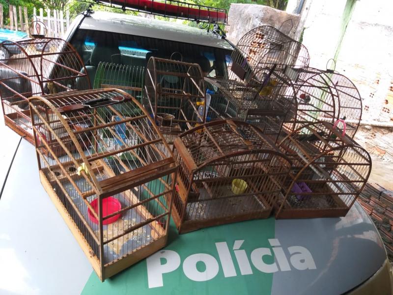 Polícia Militar Ambiental - Pássaros estavam dentro de gaiolas em residência
