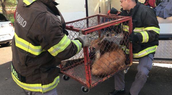 Foto: Siga Mais/Facebook - Lobo-guará estava dentro de garagem de imóvel