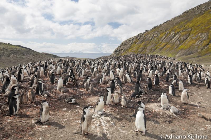 Cedida/ Adriano Kirihara:Colônia de Pinguins de Barbicha, na Ilha Deception, um dos lugares que encantou o fotógrafo