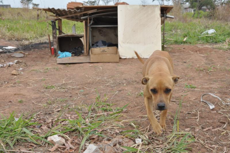 Arquivo - Animais abandonados são castrados e colocados para adoção