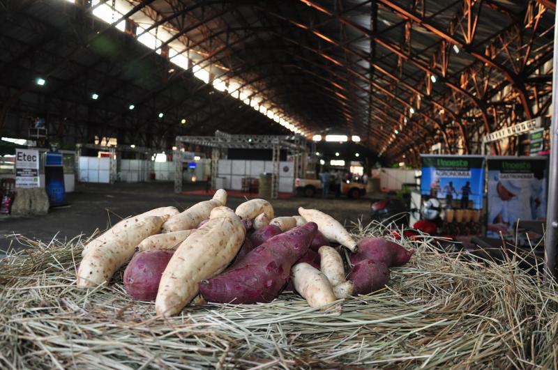 José Reis - 2ª edição da Feira Tecnológica da Batata Doce começa hoje no IBC