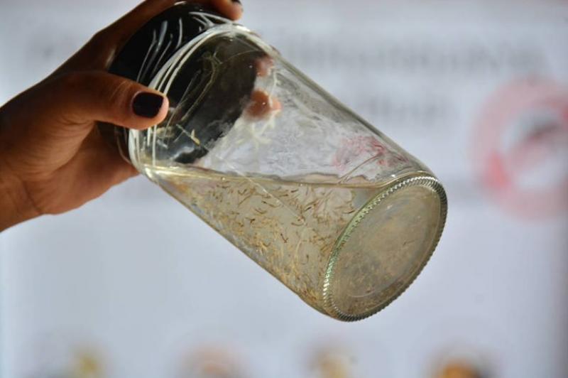 Arquivo - Ovos depositados no processo de reprodução podem permanecer intactos por meses