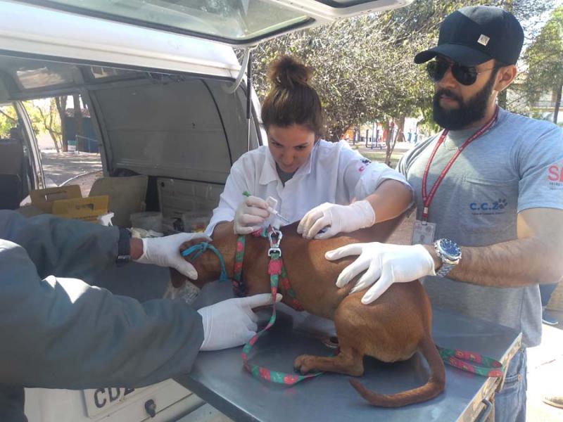 Weverson Nascimento - Vacinação anual garante a manutenção do controle nas populações de cães e gatos