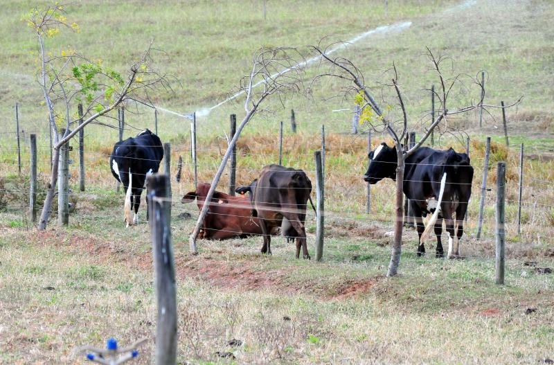 Arquivo - Região teve 97,31% das fêmeas de bovinos e bubalinos vacinadas