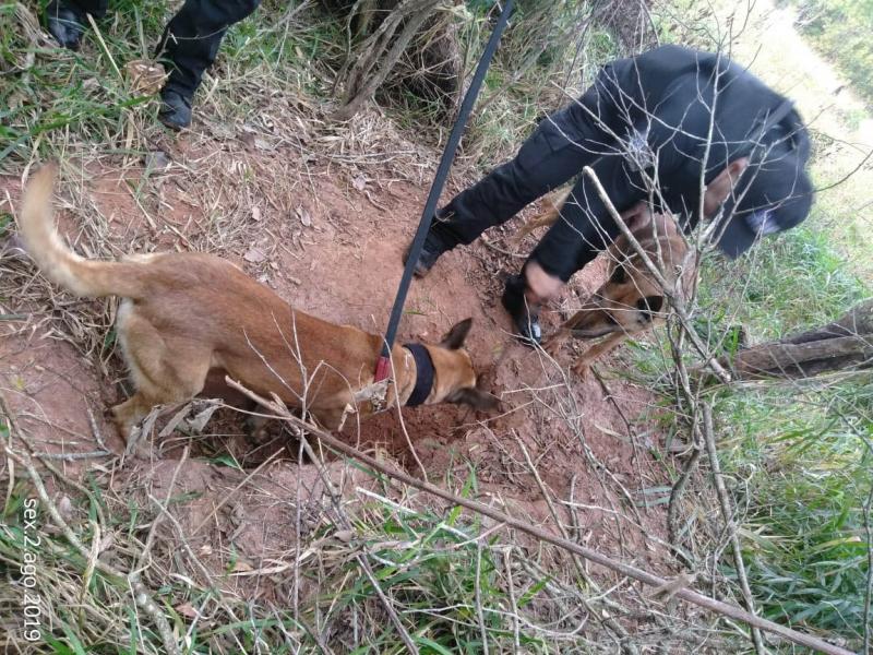 Polícia Civil/Cedida: Cães farejadores do policiamento auxiliaram na operação