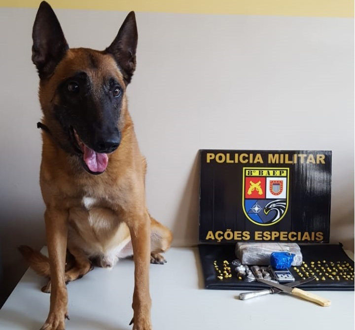 Polícia Militar - Apoio do canil foi acionado até o local