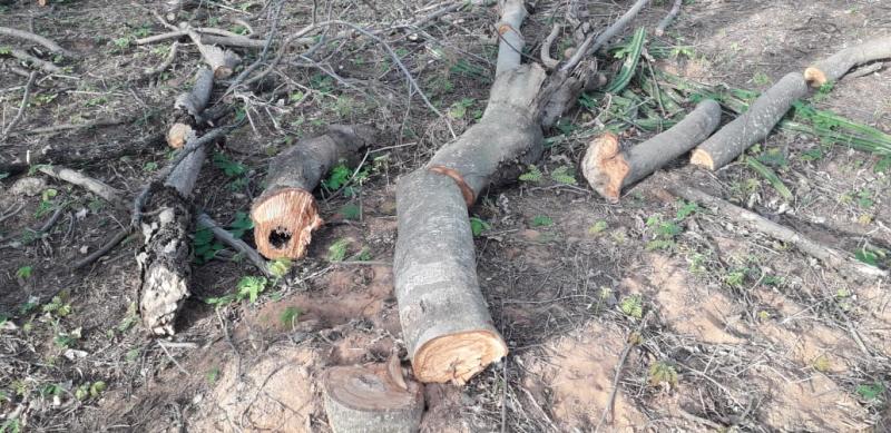 Polícia Militar Ambiental  - Além do corte irregular de árvores, autuações flagraram fogo em espaços de vegetação nativa