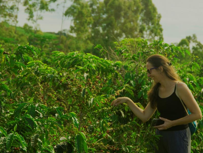 Visita às fazendas de Café faz parte do programa de turismo rural em Brotas