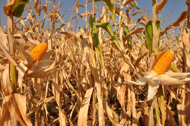  José Reis - Na região, milho representa segunda maior produção em termos de agricultura de grãos 