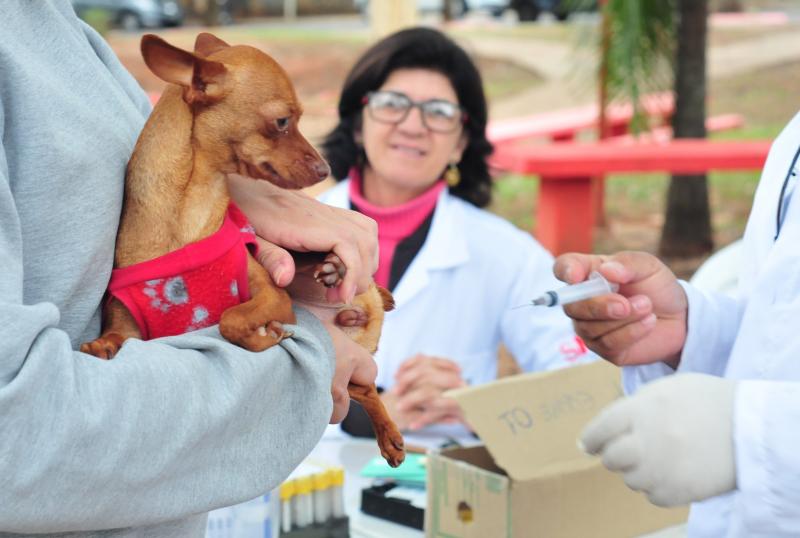 Arquivo - Campanha imunizou até o momento 18.013 animais, aponta último balanço do CCZ