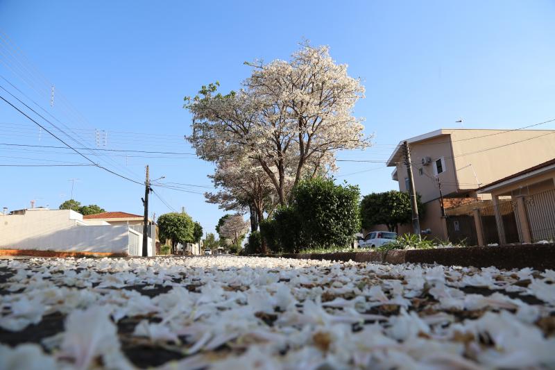 José Reis - Floradas do ipê branco são predominantes no mês de setembro