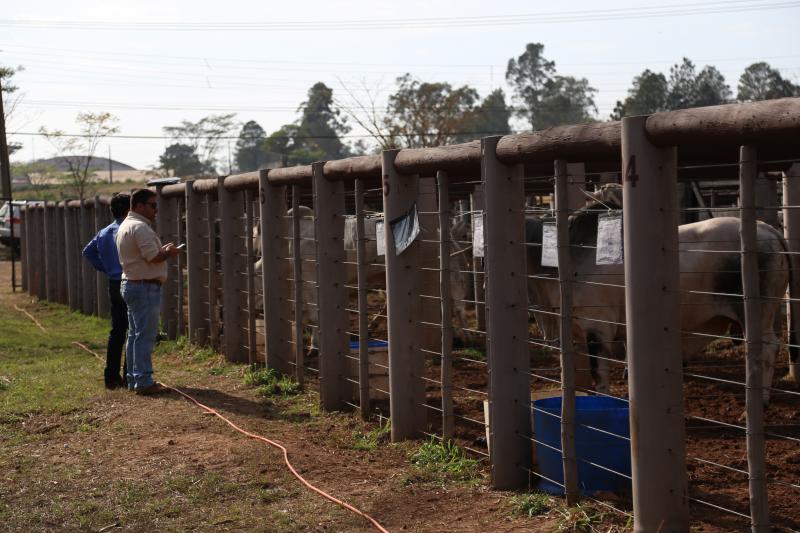  Marco Vinicius Ropelli - Animais na mangueira, prontos para embarcar no caminhão do comprador