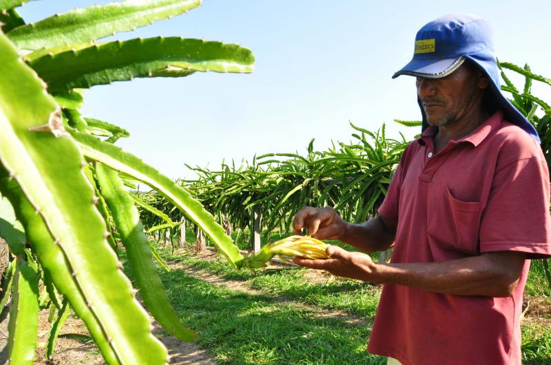 José Reis - Produtor cultiva pitaias brancas, vermelhas e mistas, em Montalvão