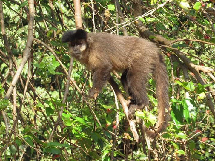 Secretaria Municipal de Turismo - Prefeitura alerta população para não alimentar os animais de vida livre, como os macacos