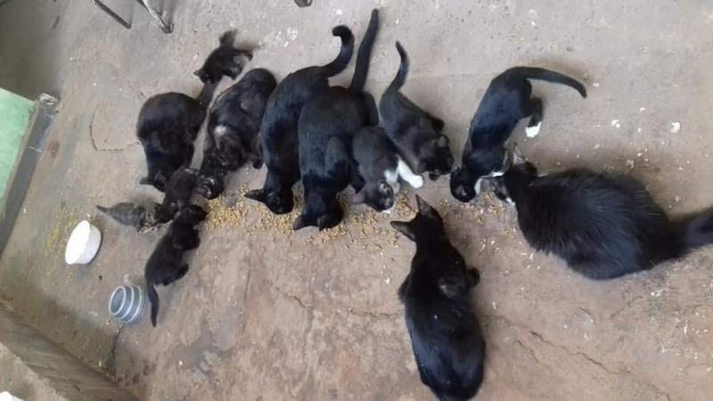 Cedida - Cerca de 20 gatos vivem nos arredores do shopping popular