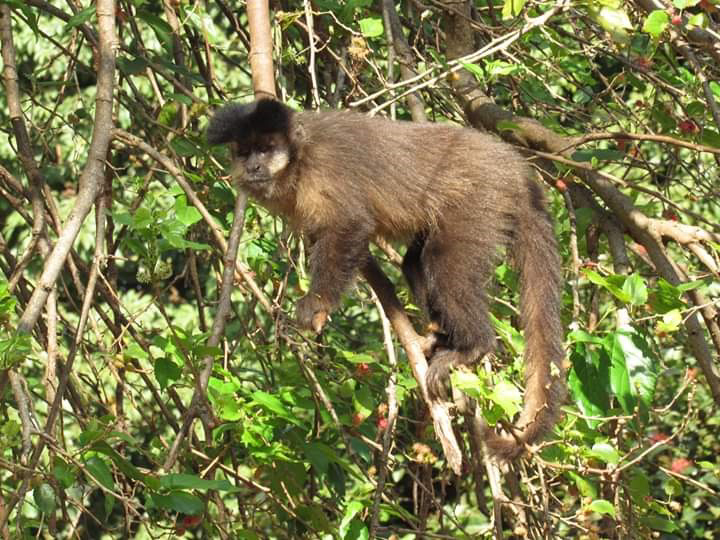 Arquivo - Após morte de 4 macacos, Prefeitura aguarda o resultado dos exames realizados